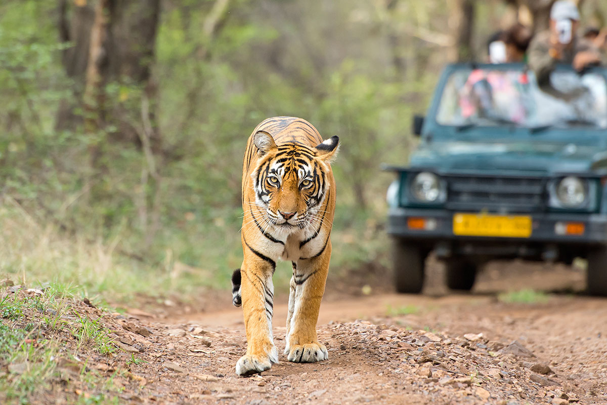 Central-India-Wildlife-Tour