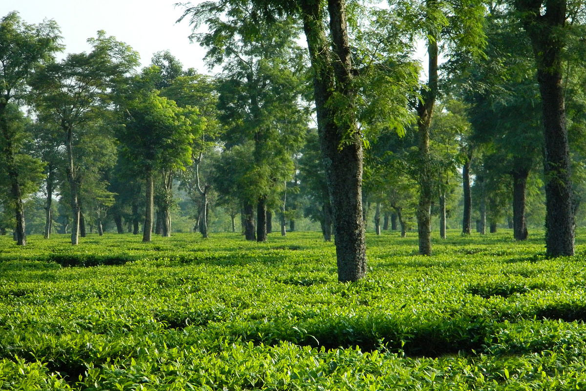 Jalannagar-Tea-Estate
